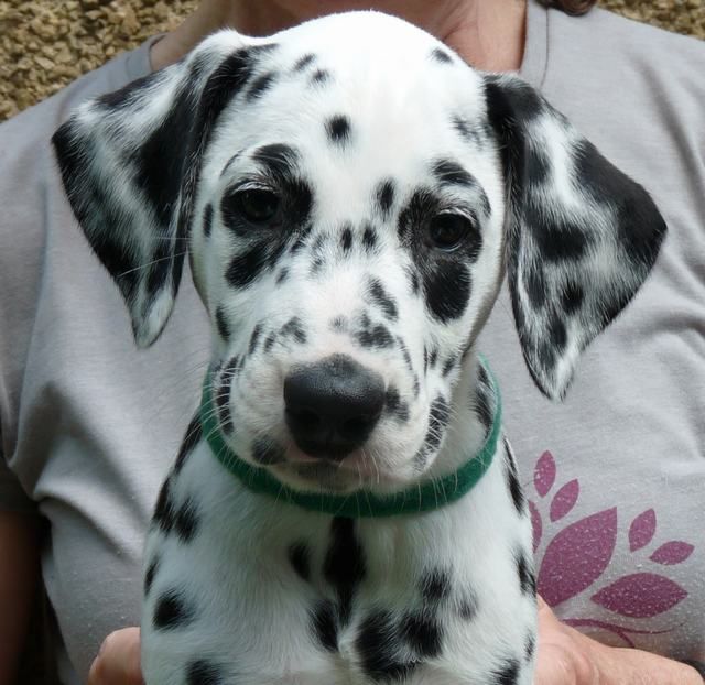 Top Pedigree Kc Registered Dalmatian Puppies (901)-443-8483 Image eClassifieds4u