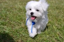 Cute and adorable home trained Maltese puppies