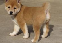 Cute C.K.C SHIBA INU Puppies Now Ready For Adoption