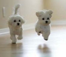 Cute and adorable home trained Maltese puppies Image eClassifieds4U