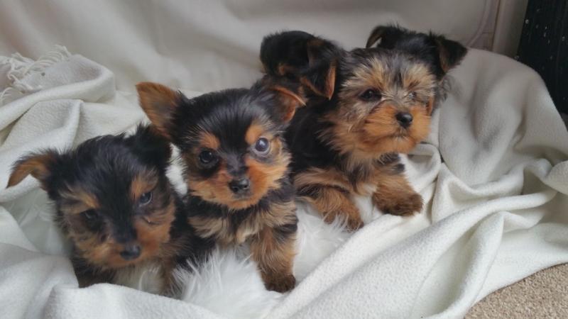 ....Pretty male and female Beautiful Yorkshire PUPPIES for a good home...(443) 265-2630 Image eClassifieds4u