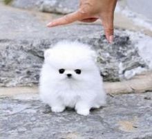 Report Ad50% Gorgeous T-cup Pomeranian and T-cup Yorkie pups Buy one today and get 50%