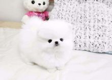 Available pure white Pomeranian puppies male and female (323) 508-4318