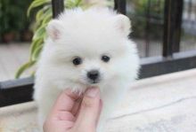 POMERANIAN MINI (323) 508-4318