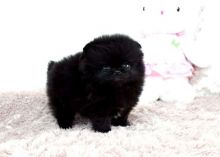 Purebred Black Pomeranian Puppy(323) 508-4318