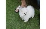 Absolutely gorgeous tiny Pomeranians(323) 508-4318 Image eClassifieds4u
