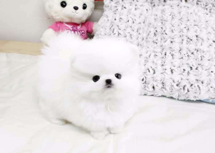 Available pure white Pomeranian puppies male and female (323) 508-4318 Image eClassifieds4u