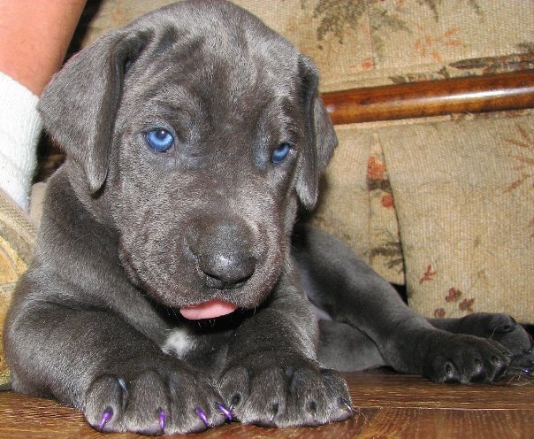 Cute & Friendly Blue Great Dane Puppies Image eClassifieds4u