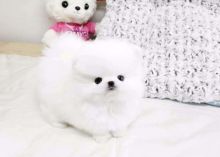 Available pure white Pomeranian puppies male and female (323) 508-4318 Image eClassifieds4U