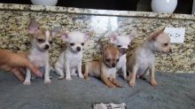 Pomeranian/Chihuahua puppy male (323) 508-4318 Image eClassifieds4U