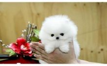 Pomeranian female with club foot (323) 508-4318 Image eClassifieds4U