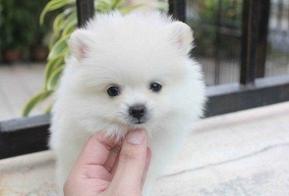 POMERANIAN MINI (323) 508-4318 Image eClassifieds4u