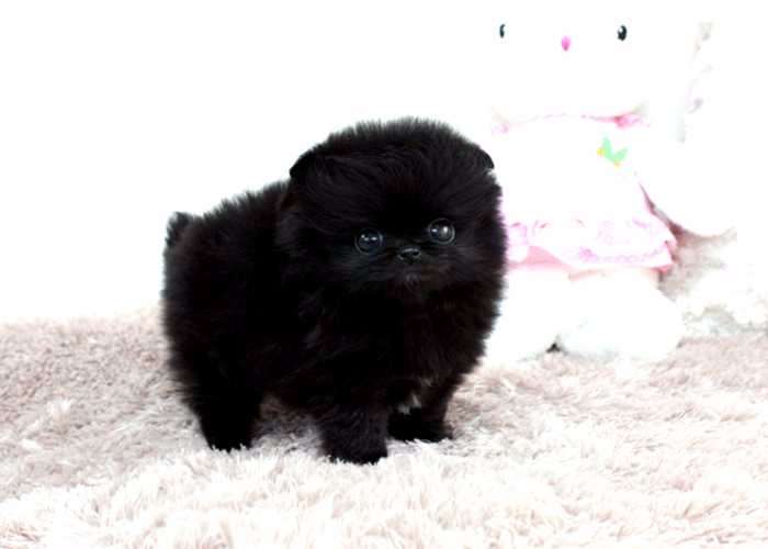 Purebred Black Pomeranian Puppy(323) 508-4318 Image eClassifieds4u