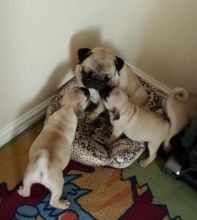 Healthy C.K.C Male/Female PUGS Puppies For Adoption