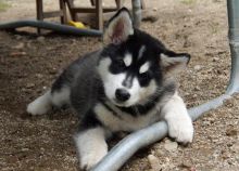 Top Quality Alaskan Malamute Puppies Available for Re-Homing