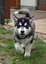 Top Quality Alaskan Malamute Puppies Available for Re-Homing