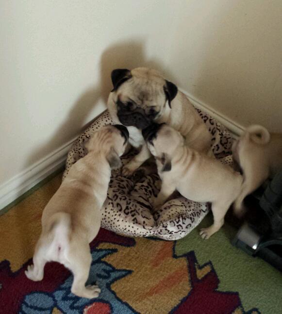Healthy C.K.C Male/Female PUGS Puppies For Adoption Image eClassifieds4u