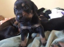 Puppies for sale Image eClassifieds4u 2