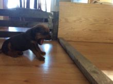 Puppies for sale Image eClassifieds4u 3