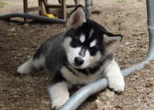 Top Quality Alaskan Malamute Puppies Available for Re-Homing Image eClassifieds4u 2