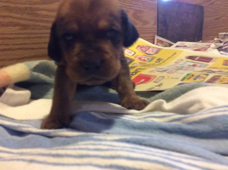 Puppies for sale Image eClassifieds4u