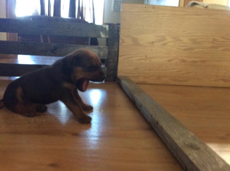 Puppies for sale Image eClassifieds4u