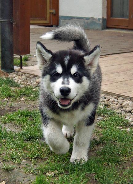 Top Quality Alaskan Malamute Puppies Available for Re-Homing Image eClassifieds4u