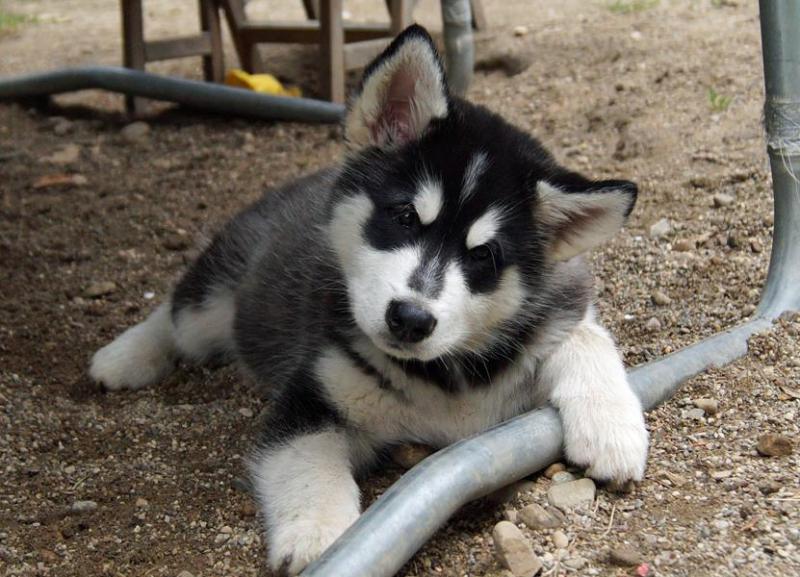 Top Quality Alaskan Malamute Puppies Available for Re-Homing Image eClassifieds4u