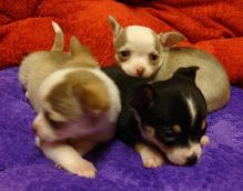 Adorable Teacup Chihuahua puppies