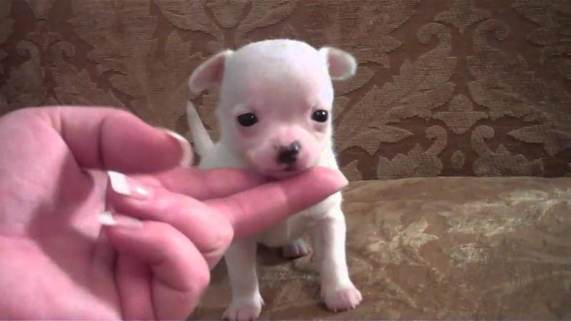 Adorable Teacup Chihuahua puppies Image eClassifieds4u