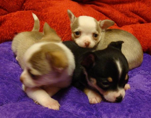 Adorable Teacup Chihuahua puppies Image eClassifieds4u