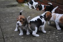 Tri Coloured Beagles Puppies Available Now