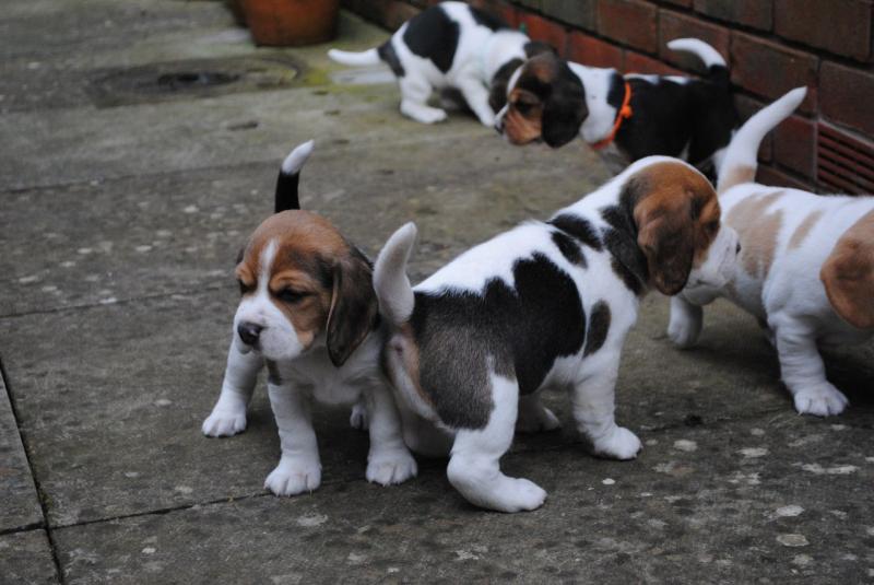 Tri Coloured Beagles Puppies Available Now Image eClassifieds4u