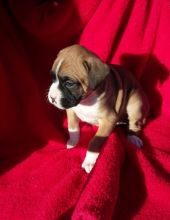 Gorgeous Stunning Boxer Puppies For Sale