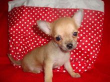 Two Chihuahua Puppies For Re-homing