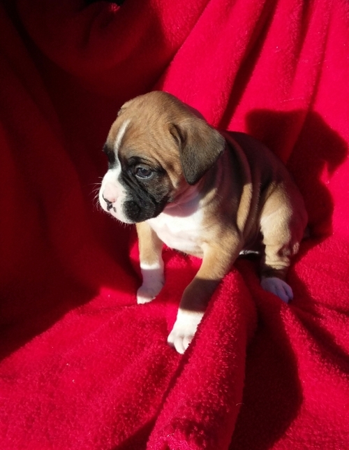 Gorgeous Stunning Boxer Puppies For Sale Image eClassifieds4u