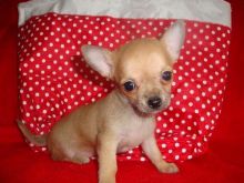 Two Chihuahua Puppies For Re-homing Image eClassifieds4u 1