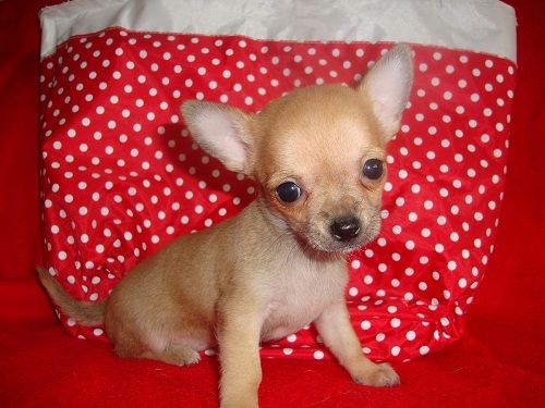 Two Chihuahua Puppies For Re-homing Image eClassifieds4u