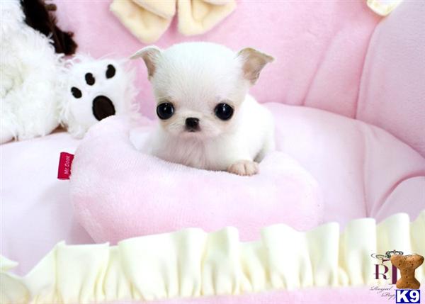 Two Chihuahua Puppies For Re-homing Image eClassifieds4u