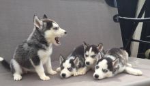 FANTASTIC BLUE EYES SIBERIAN HUSKY PUPPIES FOR ADOPTION