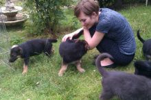 C.K.C MALE/FEMALE GERMAN SHEPHERD PUPPIES FOR ADOPTION