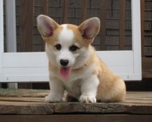 C.K.C Male/Female Pembroke Welsh Corgi Puppies For Adoption