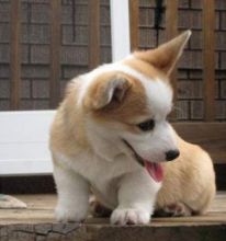 C.K.C Male/Female Pembroke Welsh Corgi Puppies For Adoption