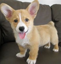 C.K.C Male/Female Pembroke Welsh Corgi Puppies For Adoption