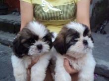 Healthy Male/Female Shih Tzu Puppies For Adoption