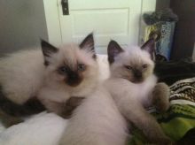 Seal Point Siamese Kittes