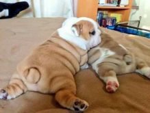 English Bulldog puppies for my son's seek love Image eClassifieds4U