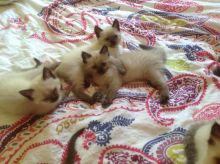 Seal Point Siamese Kittes Image eClassifieds4u 2