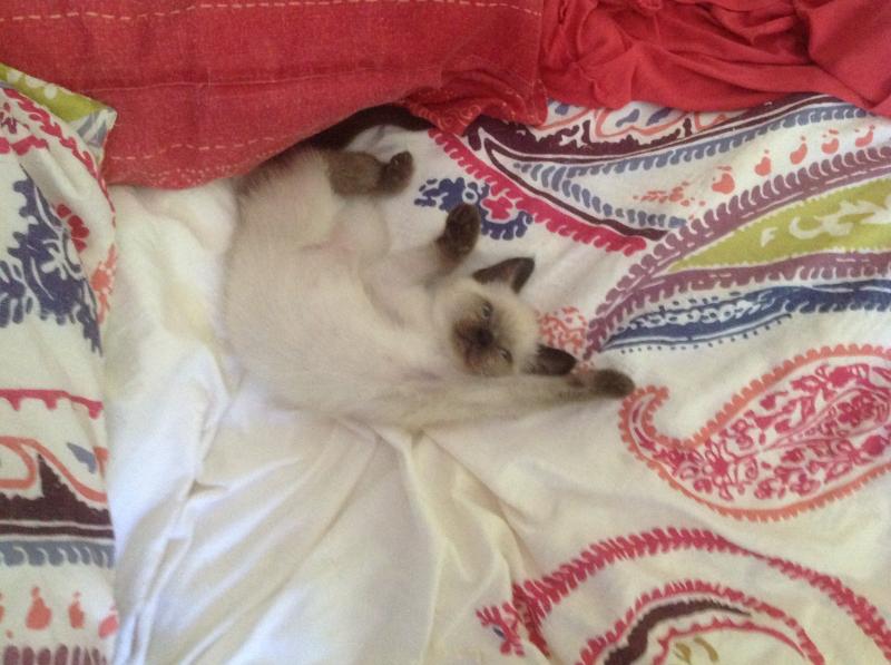 Seal Point Siamese Kittes Image eClassifieds4u
