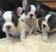 French Bulldog for adoption